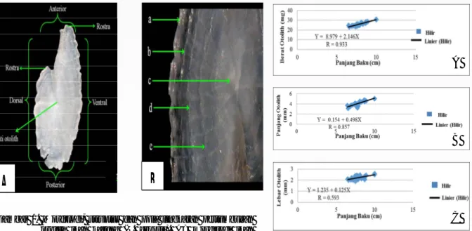 Gambar  1.  Morfologi,  struktur  dan  pola  lingkaran  pertumbuhan  otolith  ikan  katung  (P