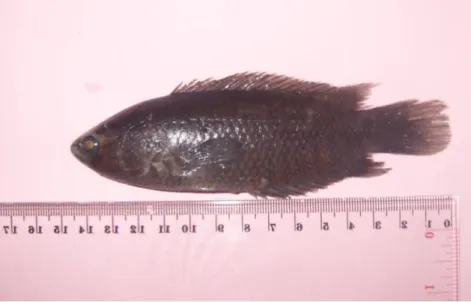 Gambar 1. Ikan Betok (Anabas testudineus Bloch)  (Sumber: Dokumentasi Pribadi) 