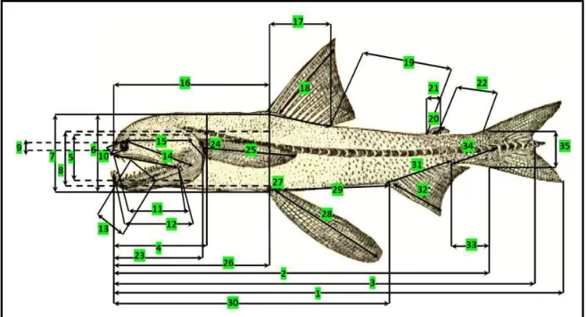 Gambar 1. Karakter morfometrik ikan nomei yang diukur 