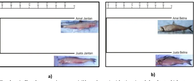 Gambar 4.  Dendrogram ikan nomei (Harpodon sp.), a) betina Amal dan Juata, b) Jantan  Amal dan Juata,berdasarkan tujuh karakter morfometrik pembeda utama 