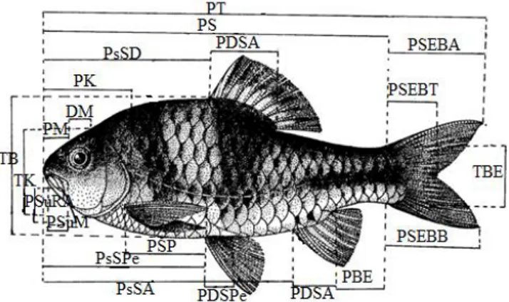 Gambar  1.  Pengukuran  Morfometri  Ikan  (Hubbs dan Lagler, 1958)  Hasil dan Pembahasan 