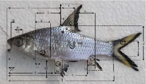 Gambar 3.  Diagram pencar Analisis Komponen Utama pada sumbu faktor 1 dan  faktor 2 pada populasi ikan menggunakan 22 karakter morfometrik.