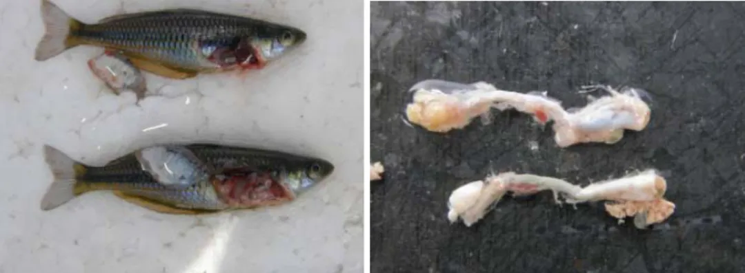 Gambar 1. Kondisi gonad ikan rainbow Sawiat (Melanotaenia  sp.) berumur 7 bulan pada awal penelitian