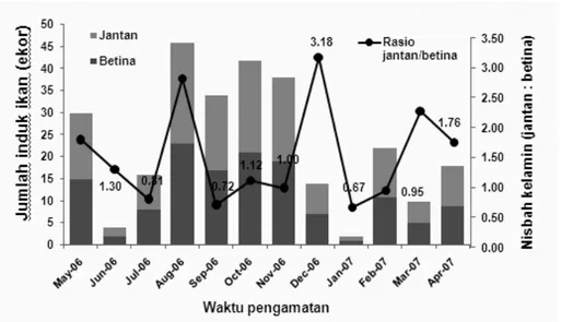 Gambar 4. Nisbah kelamin dan jumlah induk ikan bonti-bonti dari bulan Mei 2006-April 2007.