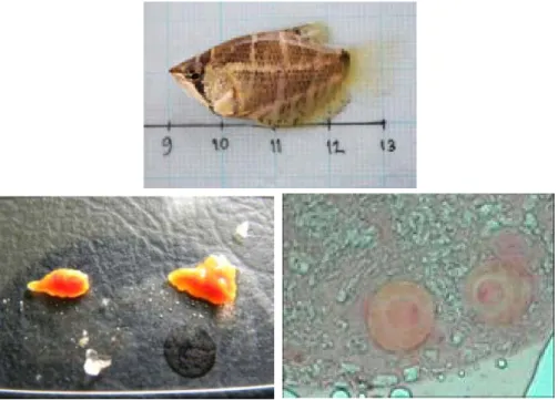Gambar 3. Kondisi ikan dari Kalimantan dan histologi telur TKG III