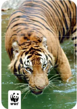 Gambar 1  Harimau sumatera (WWF 2011) 