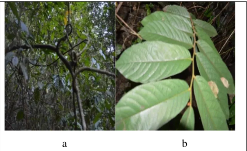 Gambar 3. Habitus Liana pada U.Rufa (a), dan Morfologi Daun U.rufa (b)  Selain  faktor  kehadiran  tumbuhan 