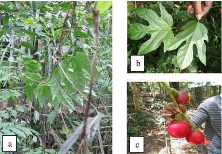 Gambar 3.  Passiflora sp .: habitus (a), daun (b) dan buah (c) 