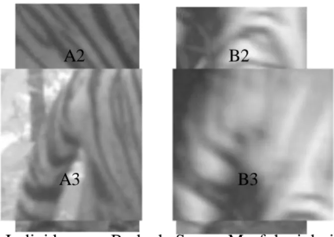 Gambar 2. Perbandingan Individu yang Berbeda Secara Morfologi dari Hasil Foto Kamera  Trap 