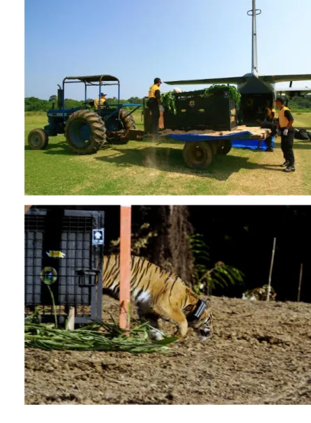 Gambar 5. Pelepas-liaran harimau sumatera yang ditranslokasikan dari Aceh  ke kawasan TN Bukit Barisan Selatan, Lampung, Juli 2008 (Dok: 