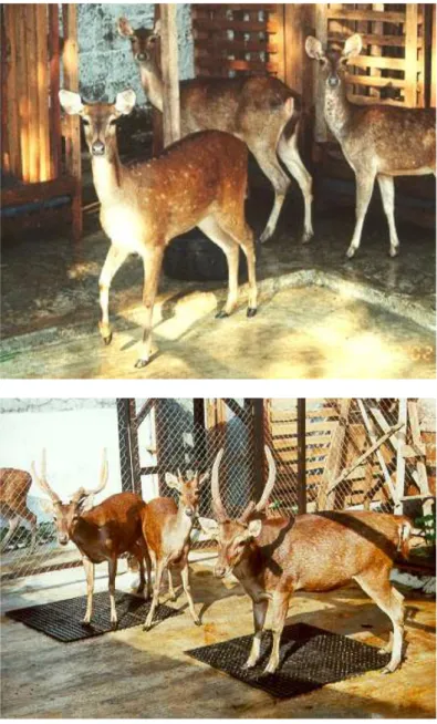 Gambar 5. Hibrid rusa chital x timor betina (atas, depan) dan rusa  timor murni di latar belakang &amp; bawah (foto: G