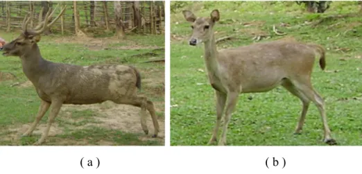 Gambar II.6  Rusa timorensis (Cervus timorensis), (a)  rusa jantan; (b) rusa betina  (Sumber : 