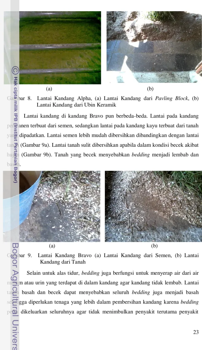 Gambar  8.    Lantai  Kandang  Alpha,  (a)  Lantai  Kandang  dari  Pavling  Block,  (b)               Lantai Kandang dari Ubin Keramik 