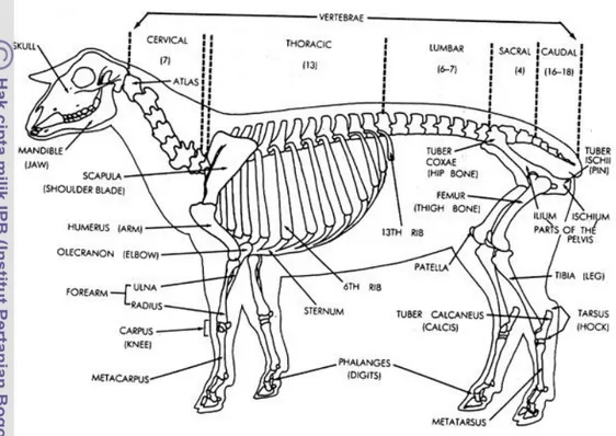 Gambar 7. Bagan Anatomi Kerangka Tubuh Ternak Domba Dewasa 