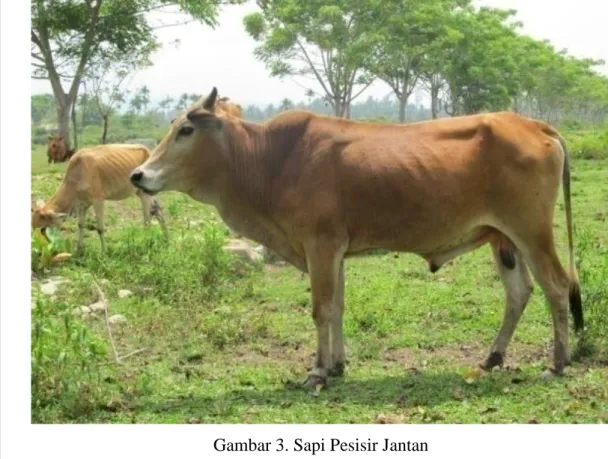 Gambar 3. Sapi Pesisir Jantan  