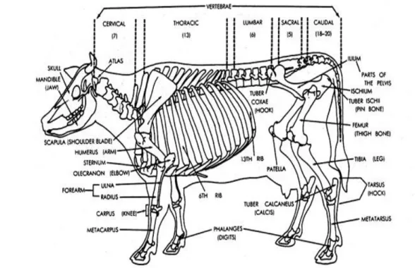 Gambar 4. Anatomi Ternak Sapi Dewasa 