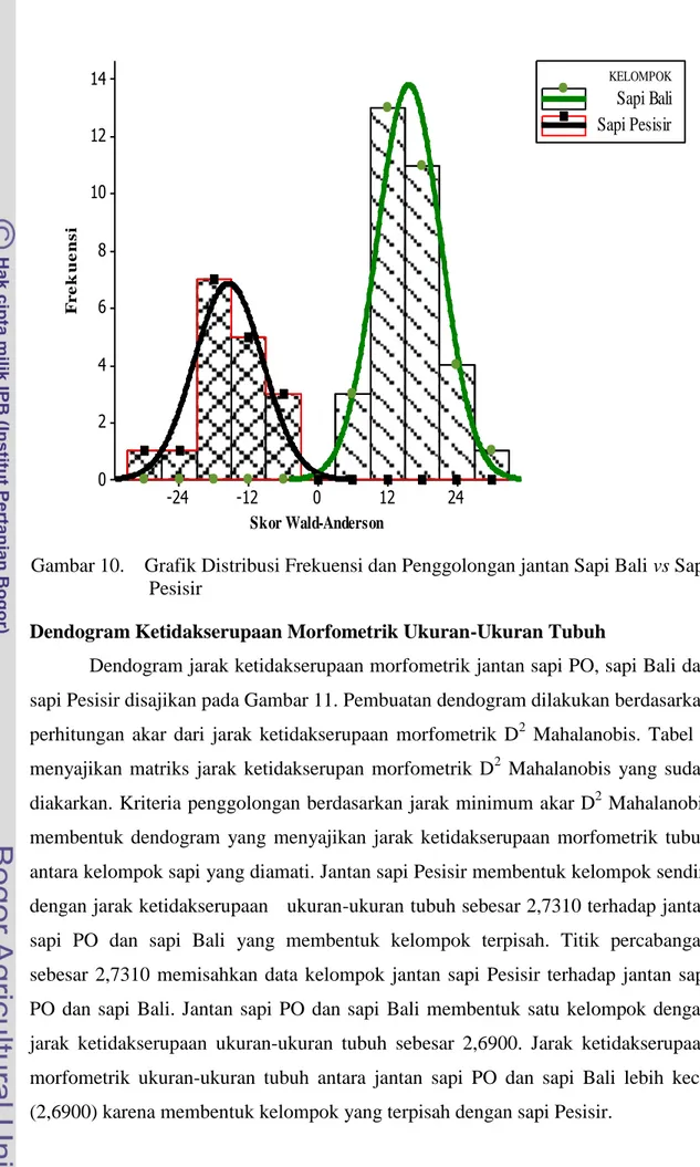 Gambar 10.    Grafik Distribusi Frekuensi dan Penggolongan jantan Sapi Bali vs Sapi   Pesisir 