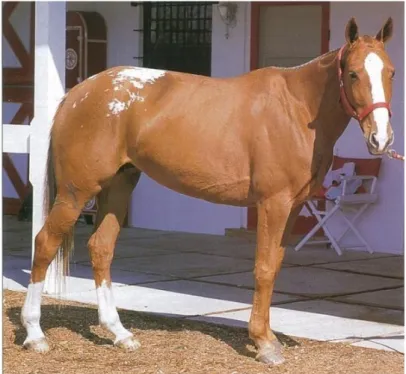 Gambar 1. Kuda Criollo (Sumber : Draper Judith. 2006) 