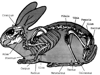 Gambar 1.  Kerangka tubuh kelinci 