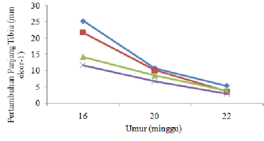 Gambar  5  menunjukkan  pertambahan  panjang  tibia  ayam  F1  umur  12-22  minggu.  Pertambahan  panjang  tulang  tibia  semakin  melambat  seiring  bertambahnya umur ternak