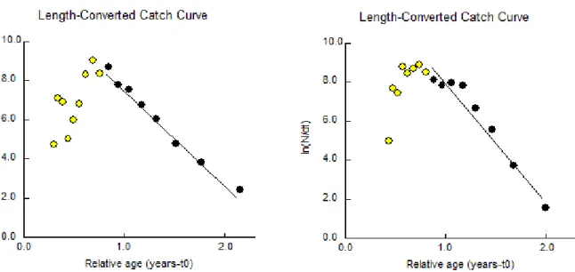 Figure 3. The value of total mortality (Z) as length con- con-verted catch curve of endeavour shrimp (M.