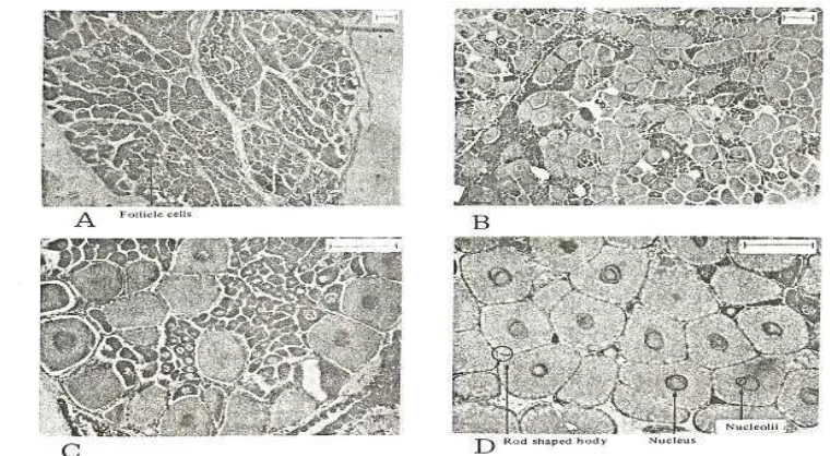 Gambar 4 Gambaran histologi perkembangan gonad udang, A. TKG 1, B. TKG 2, C. TKG 3, D