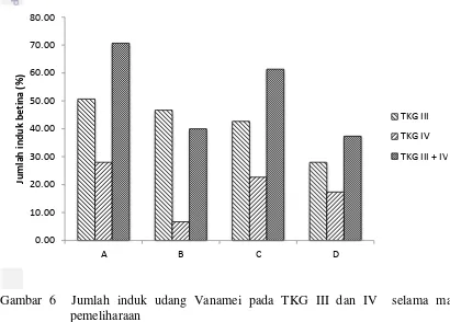 Gambar 6  Jumlah induk udang Vanamei pada TKG III dan IV  selama masa  