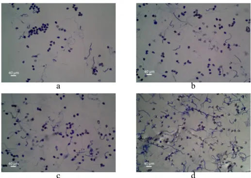 Gambar 5  Penghambatan perkecambahan urediniospora Phakopsora euvitis pada medium  yang mengandung mankozeb.