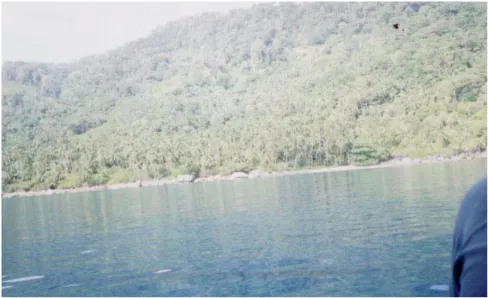 Gambar 2 :   Hutan Mangrove di Pulau Tambelan, Kabupaten  Kepulauan Riau 2005 