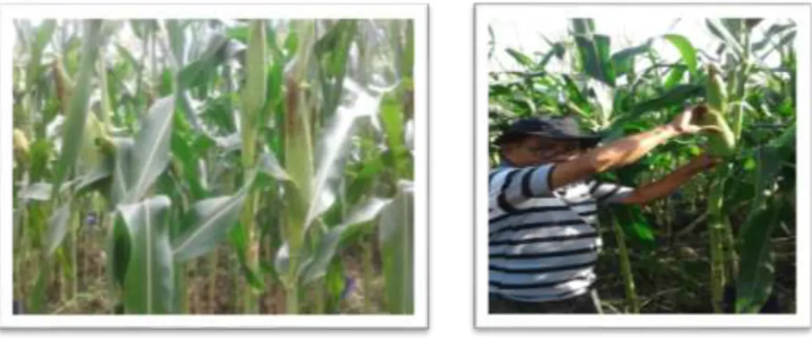 Gambar 2. Pemeliharaan dan pemanenan jagung organik 