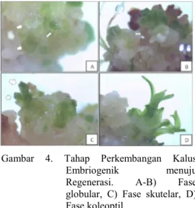 Gambar  4.  Tahap  Perkembangan  Kalus