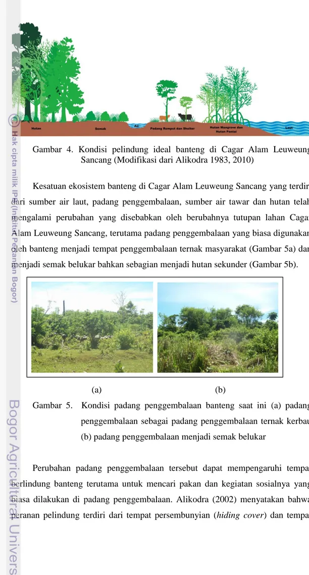 Gambar  4.  Kondisi  pelindung  ideal  banteng  di  Cagar  Alam  Leuweung  Sancang (Modifikasi dari Alikodra 1983, 2010) 