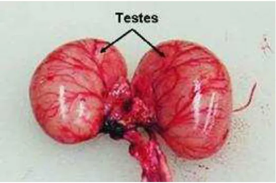 Gambar 4. Testis pada ayam jantan 