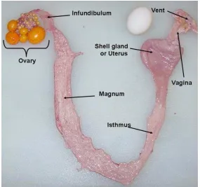 Gambar 14. Oviduk dari ayam petelur 