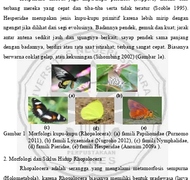 Gambar 1  Morfologi kupu-kupu (Rhopalocera): (a) famili Papilionidae (Purnomo (d)