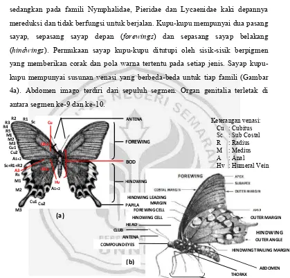 Gambar 4 Morfologi imago kupu-kupu: (a) tampak atas (Coote 2000); (b) tampak samping (Quinn dan Mark 2009)