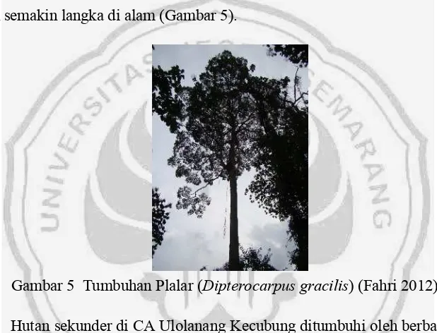 Gambar 5  Tumbuhan Plalar (Dipterocarpus gracilis) (Fahri 2012)
