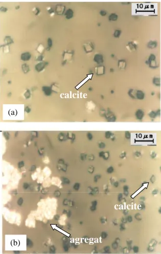 Gambar  5.  Foto mikroskop deposit CaCO 3  pada  presipitasi 30 menit: (a) sampel non-magnetik ;  (b) sampel magnetik   