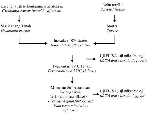 Gambar  1.  Fermentasi  sari  kacang  tanah  terkontaminasi  aflatoksin Figure  1.  Fermentation  of  groundnut  extract  contaminated  by  aflatoxin