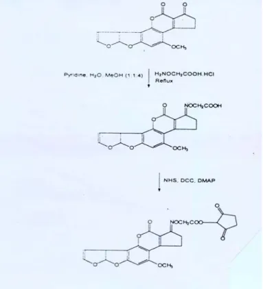 Gambar 1. Sintesa AFB1 carboxymetil oxime 