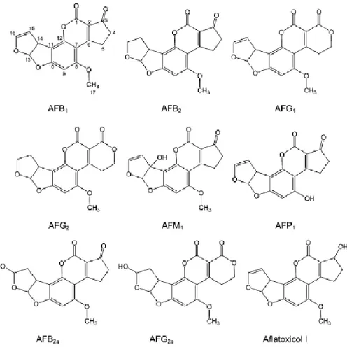 Gambar 6. Struktur molekul berbagai jenis aflatoksin (Lee et al. 2004) 