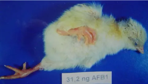 Gambar 4. Keadaan anak ayam yang menetas dengan bantuan dari kelompok perlakuan 31,2 ng AFB1, terlihat lemah dan kelainan  pada kaki yang agak bengkok 