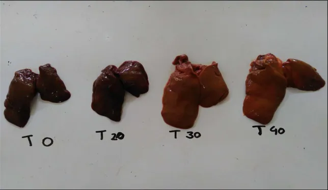 Gambar 1. Perbandingan ukuran, warna dan perlemakan hati itik Alabio yang  mendapat perlakuan penambahan AFB1 dalam pakan selama 15 hari (T0: 0 ppb; 
