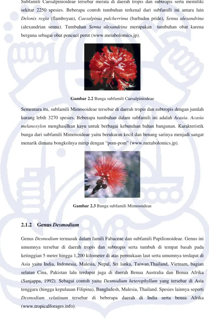 Gambar 2.2 Bunga subfamili Caesalpiniodeae  