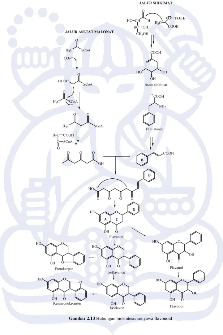 Gambar 2.13 Hubungan biosintesis senyawa flavonoid  