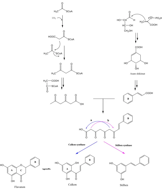 Gambar 2.7 Biosintesis flavonoid dan stilben 