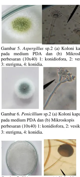 Gambar 6. Penicillium sp.2 (a) Koloni kapang  pada medium PDA dan (b) Mikroskopis  perbesaran (10x40) 1: konidiofora, 2: vesikel,  3: sterigma, 4: konidia