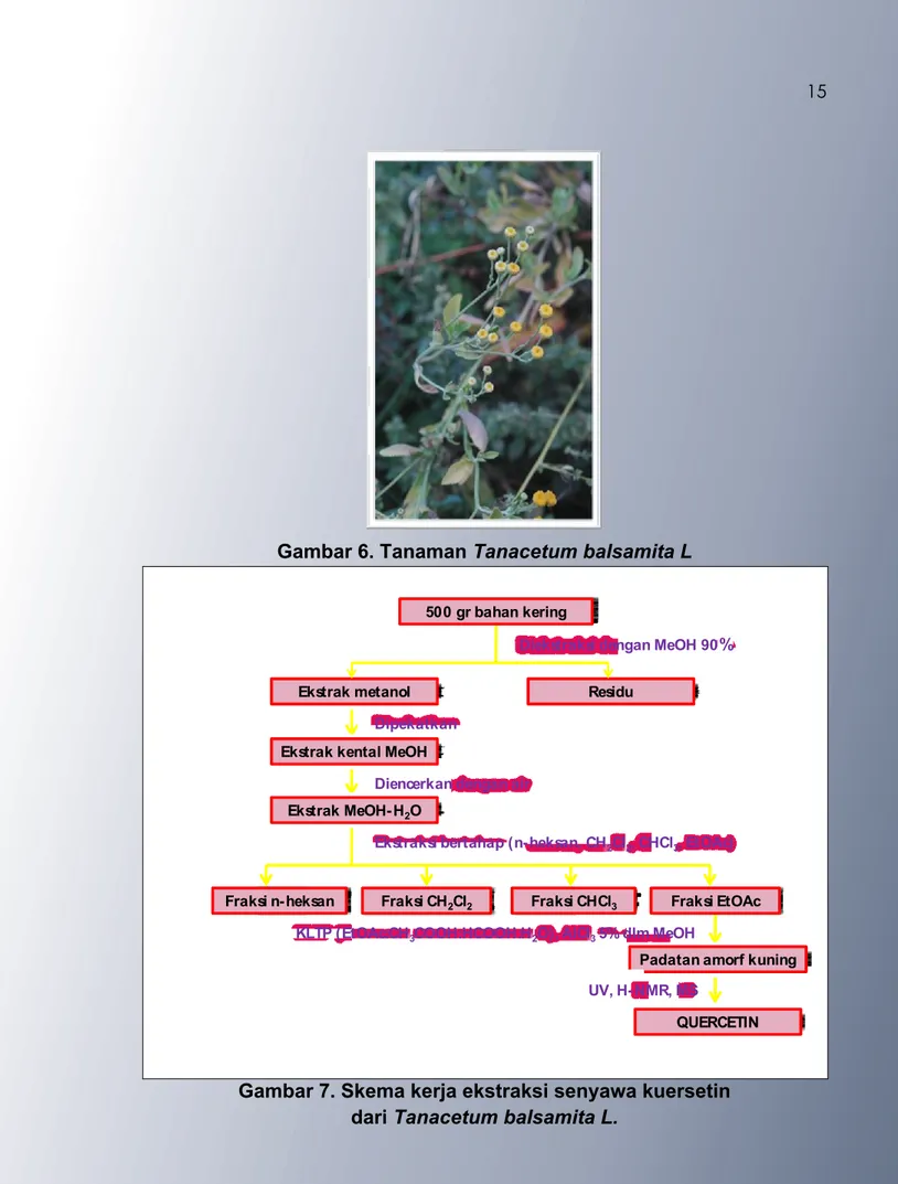 Gambar 6. Tanaman Tanacetum balsamita L