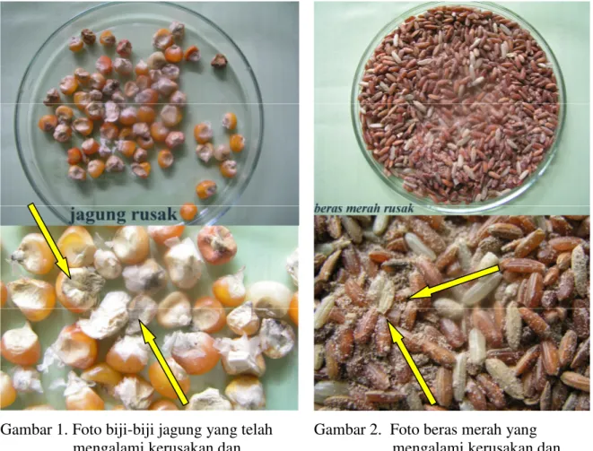Gambar 1. Foto biji-biji jagung yang telah  mengalami kerusakan dan  terkontaminasi oleh kapang  kontaminan 