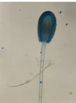 Gambar 7. Foto mikroskopis kapang Aspergillus clavatus (perbesaran 400x) 